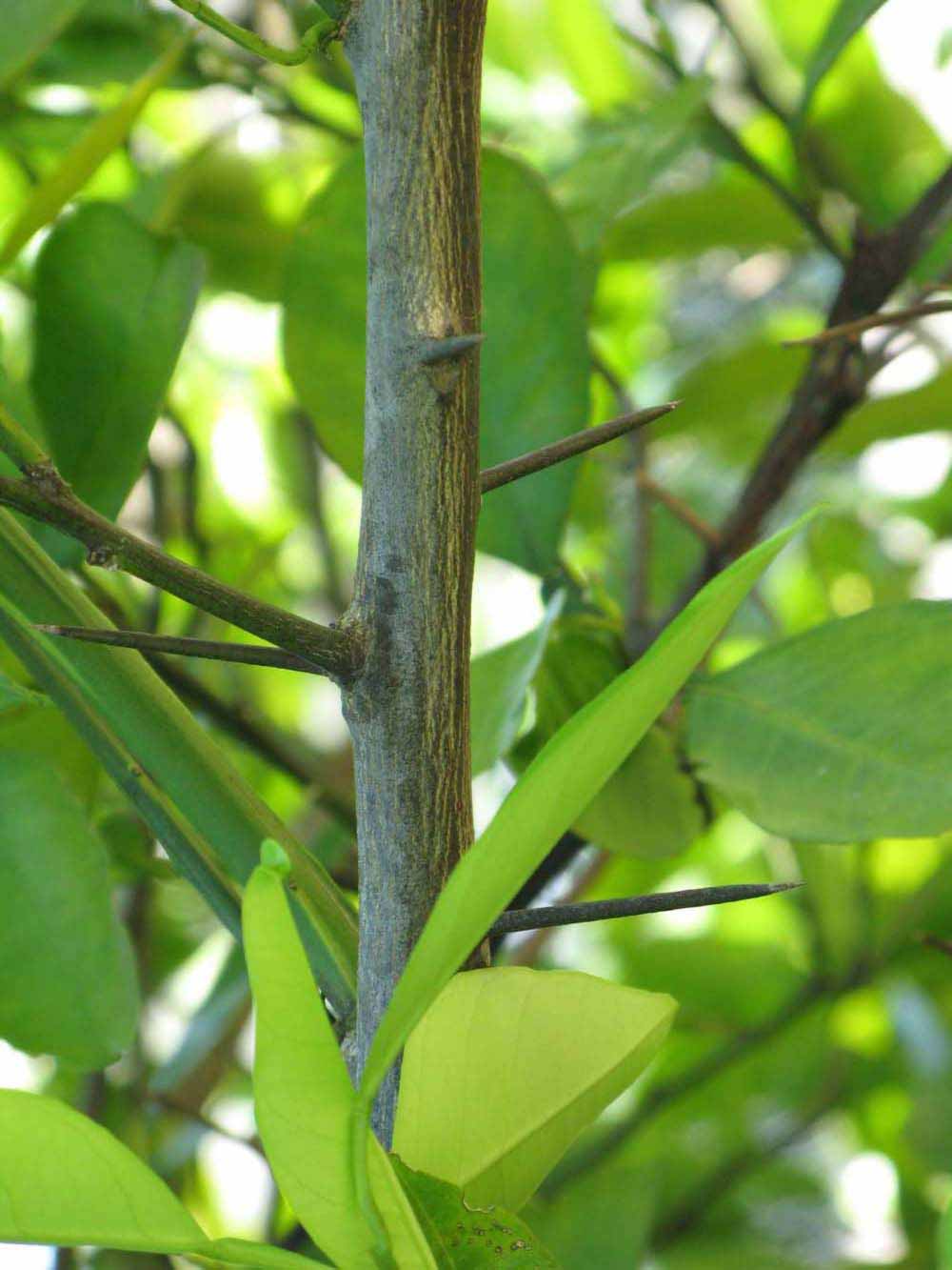              Second - third year twig (Winter Haven, FL)       